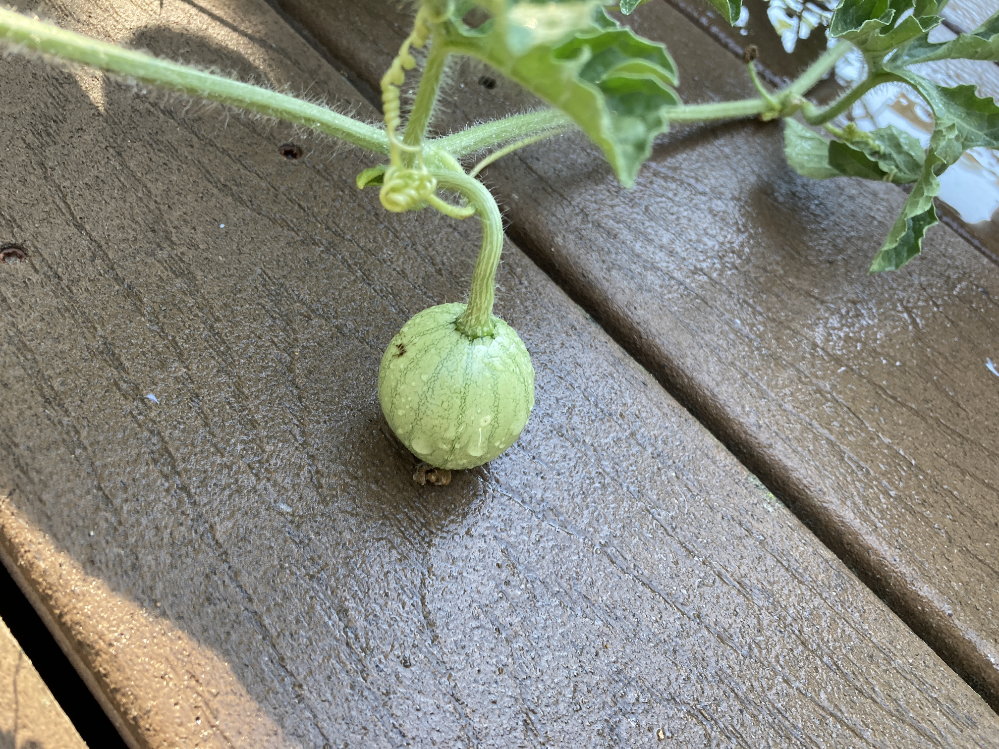 Tiny watermelon on a vine.